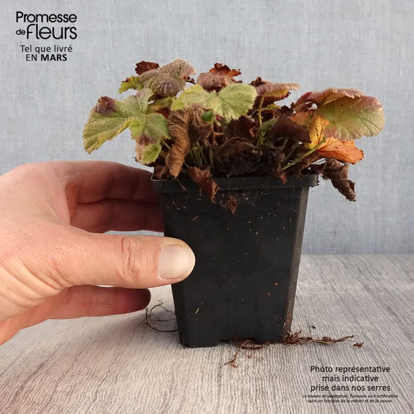 Geum coccineum Koi 8/9 cm pot sample as delivered in spring