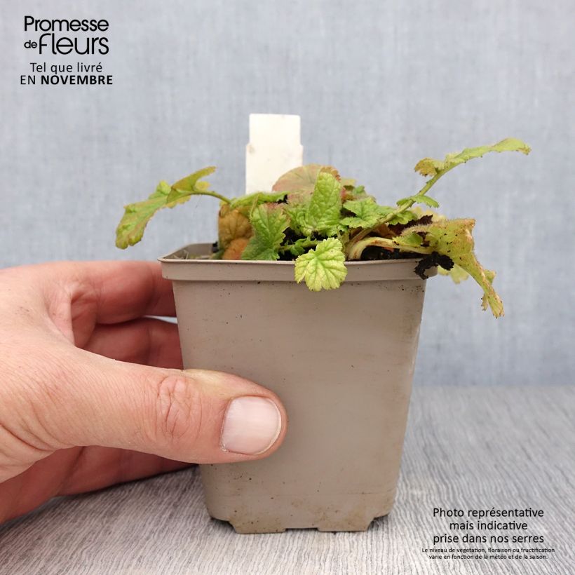 Geum coccineum Werner Arends 8/9 cm pot sample as delivered in autumn