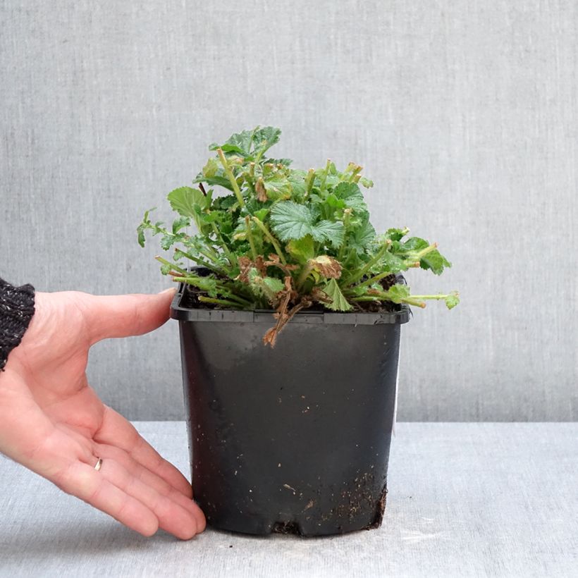 Geum Coral Tempest 2L/3L pot sample as delivered in winter