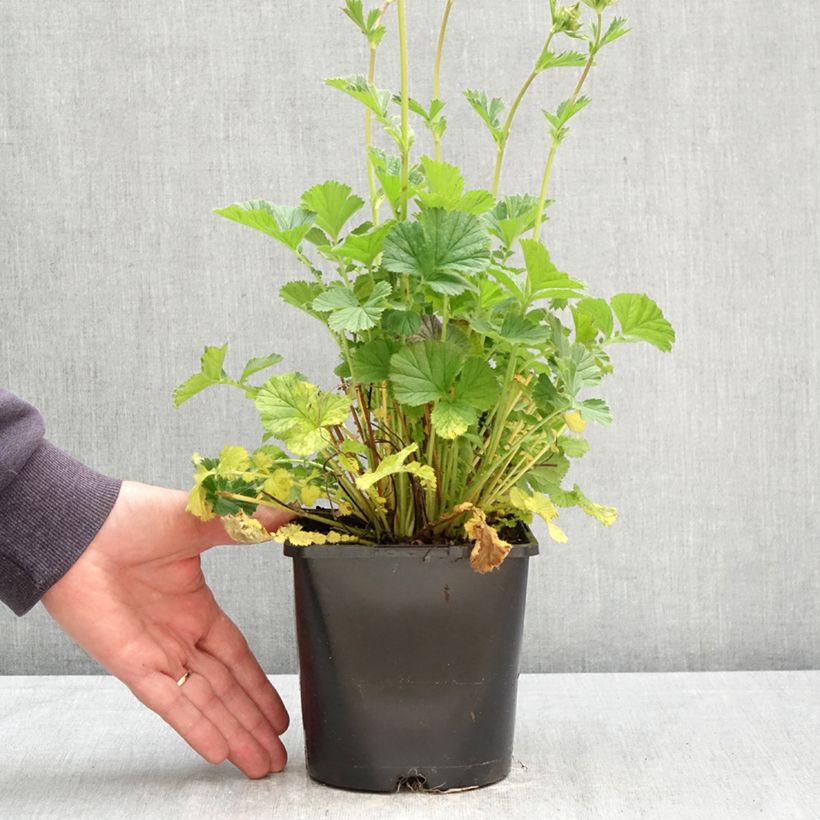 Geum Coral Tempest 2L/3L pot sample as delivered in spring