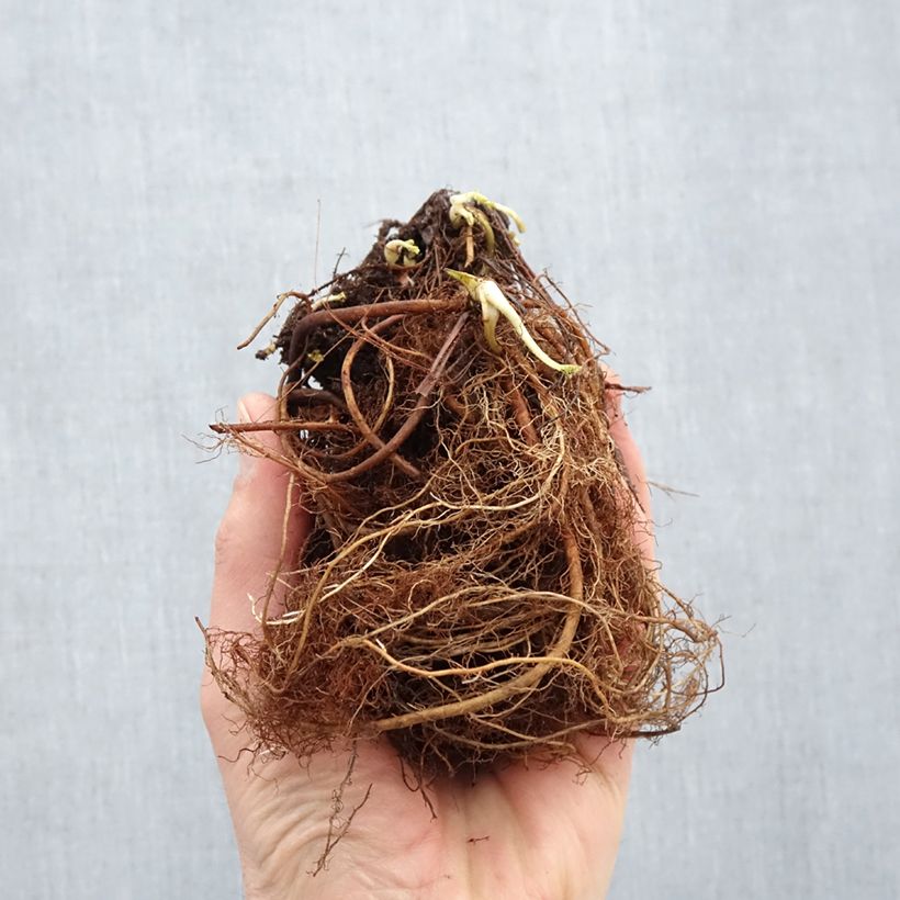 Geum Cosmopolitan Bare root sample as delivered in winter