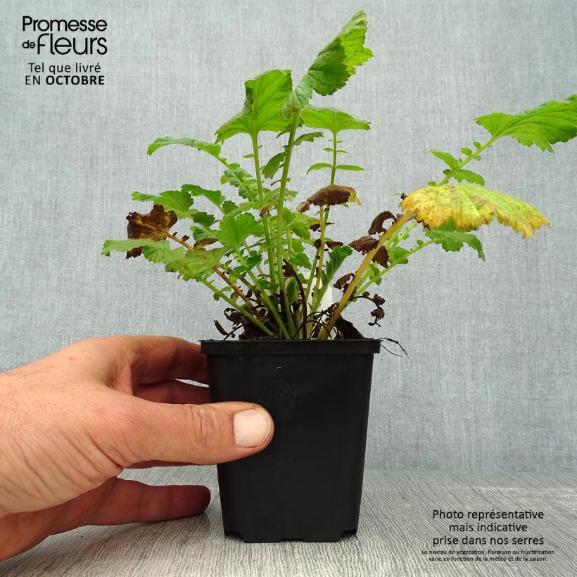 Geum chiloense Fireball 8/9 cm pot sample as delivered in autumn