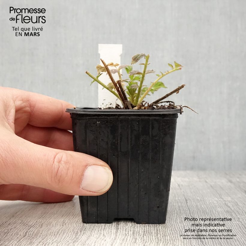 Geum Fiery Tempest 8/9 cm pot sample as delivered in spring