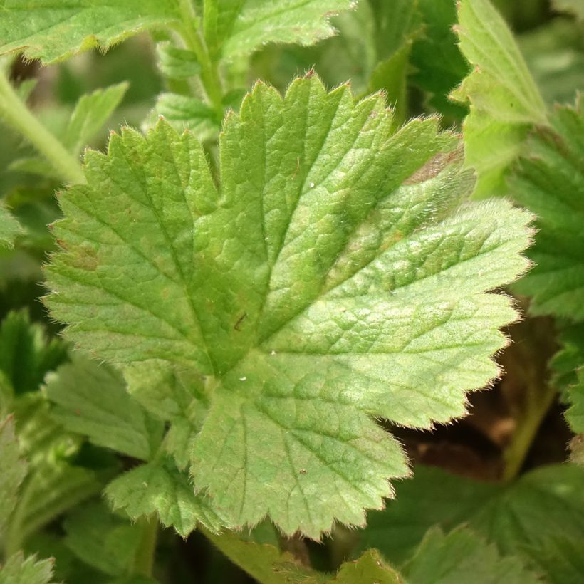 Geum Fiery Tempest (Foliage)