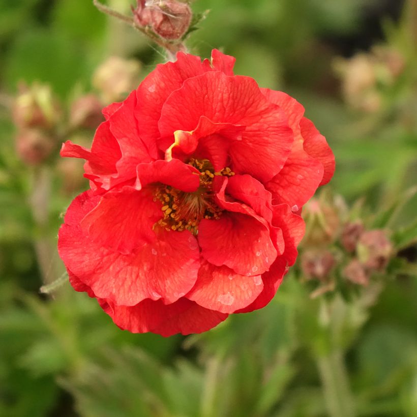 Geum Fiery Tempest (Flowering)