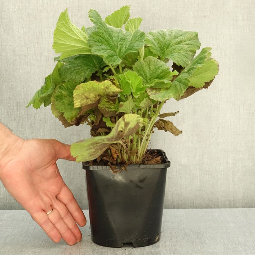 Geum Fiery Tempest 2L/3L pot sample as delivered in autumn