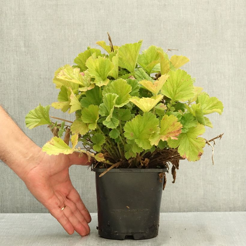 Geum Fiery Tempest 2L/3L pot sample as delivered in summer