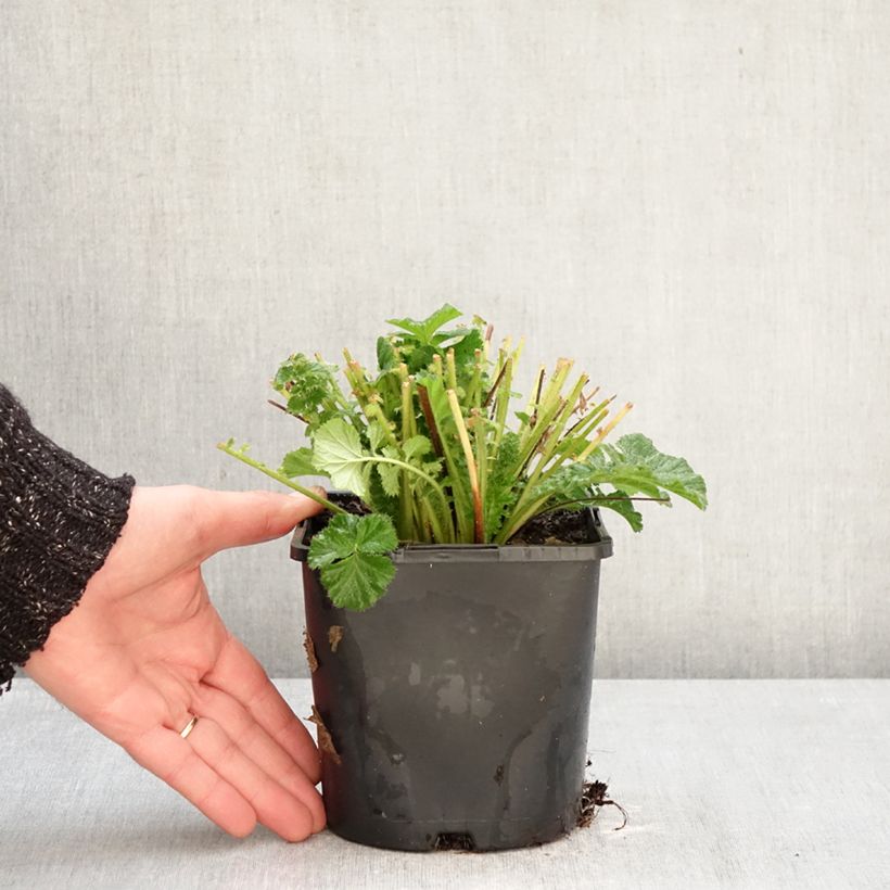 Geum Fiery Tempest 2L/3L pot sample as delivered in winter
