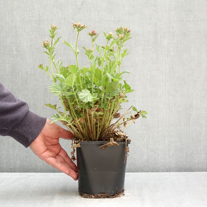 Geum Fiery Tempest 2L/3L pot sample as delivered in spring