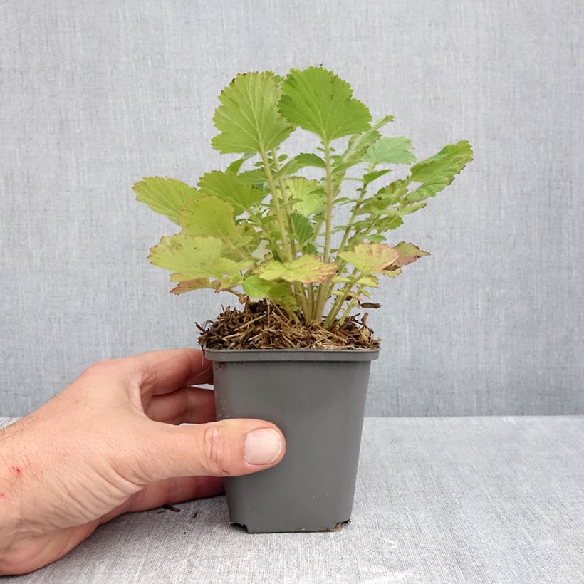 Geum Firestarter 8/9 cm pot sample as delivered in autumn