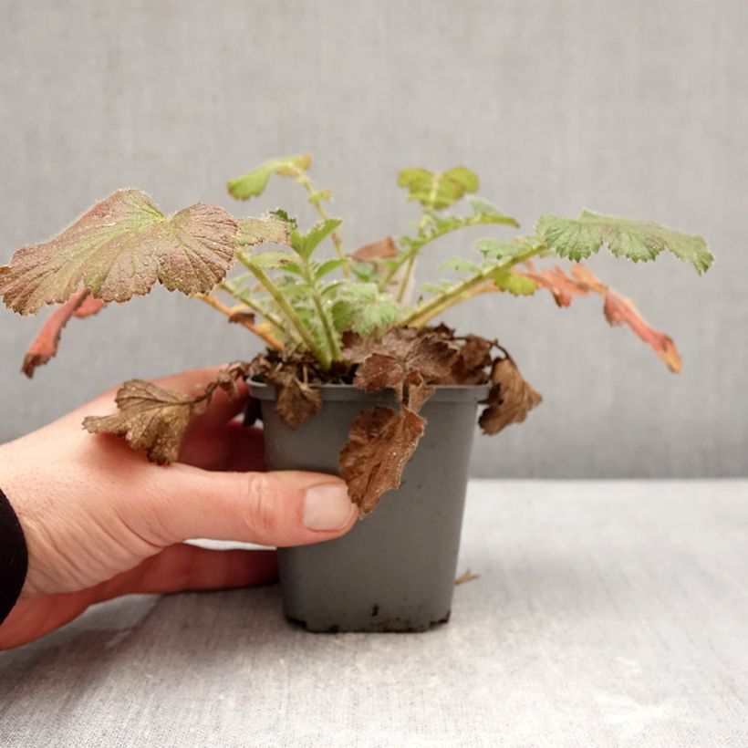 Geum Firestarter 8/9 cm pot sample as delivered in winter