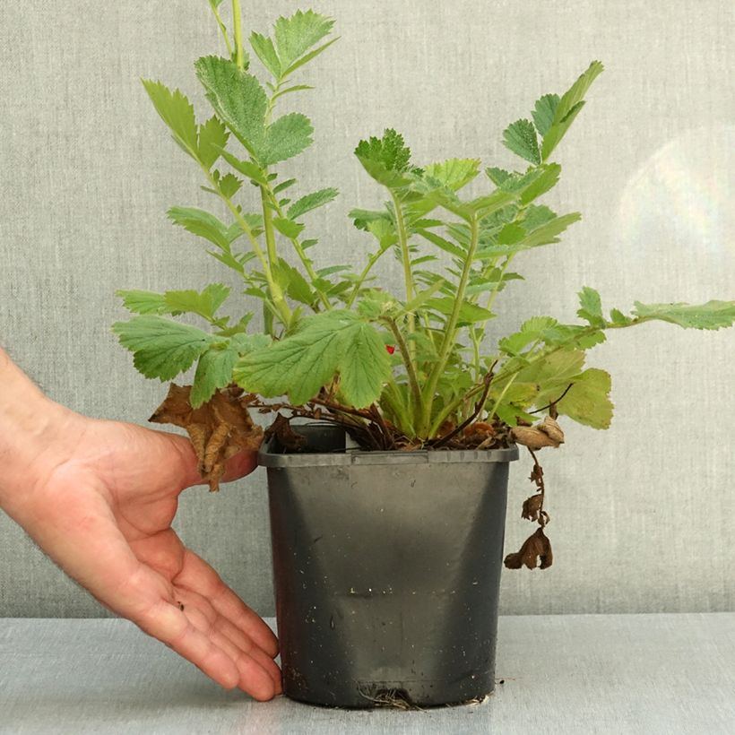 Geum Firestarter 2L/3L pot sample as delivered in autumn