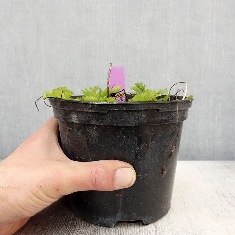 Geum Flames of Passion 2L/3L pot sample as delivered in spring