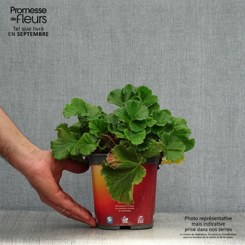 Geum rivale Mai tai 2L/3L pot sample as delivered in autumn