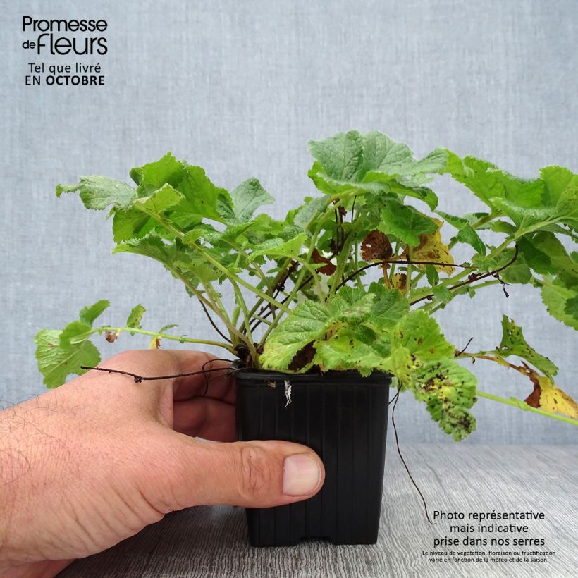 Geum rivale Mai tai 8/9 cm pot sample as delivered in autumn