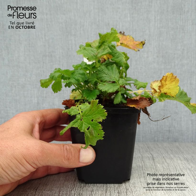 Geum coccineum Nonna 7/8 cm pot sample as delivered in autumn