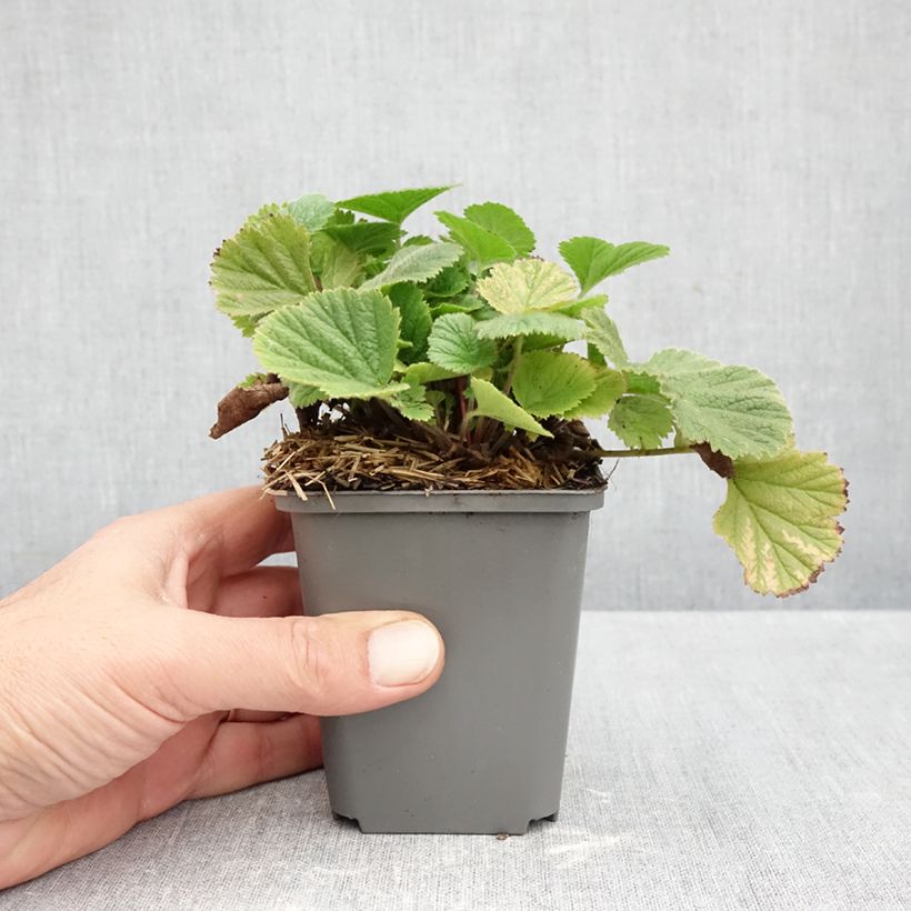 Geum Orange Pumpkin 7/8 cm pot sample as delivered in autumn