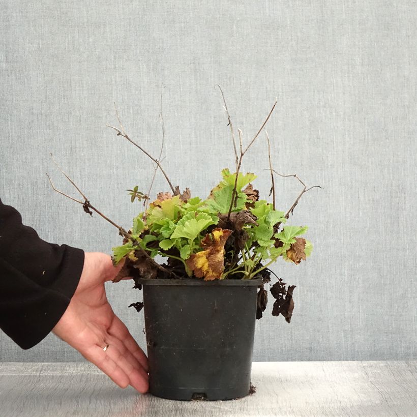 Geum Pretticoats Peach 2L/3L pot sample as delivered in autumn