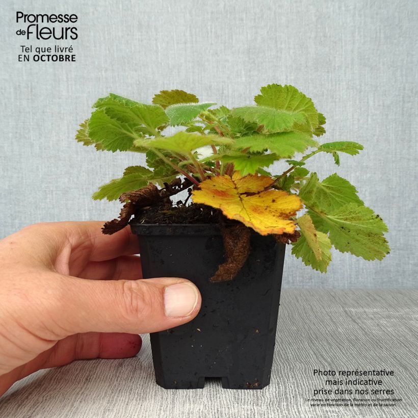 Geum Prinses Juliana 8/9 cm pot sample as delivered in autumn