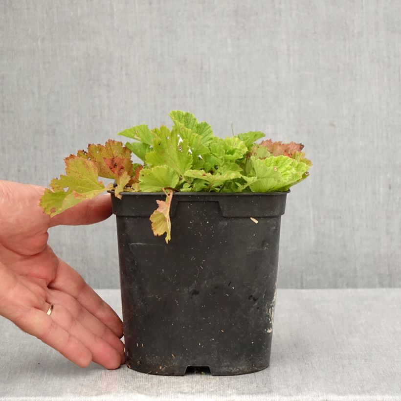 Geum rivale Leonards Variety 2L/3L pot sample as delivered in autumn