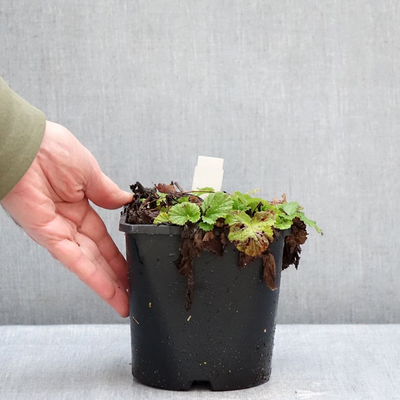 Geum rivale Leonards Variety 2L/3L pot sample as delivered in winter