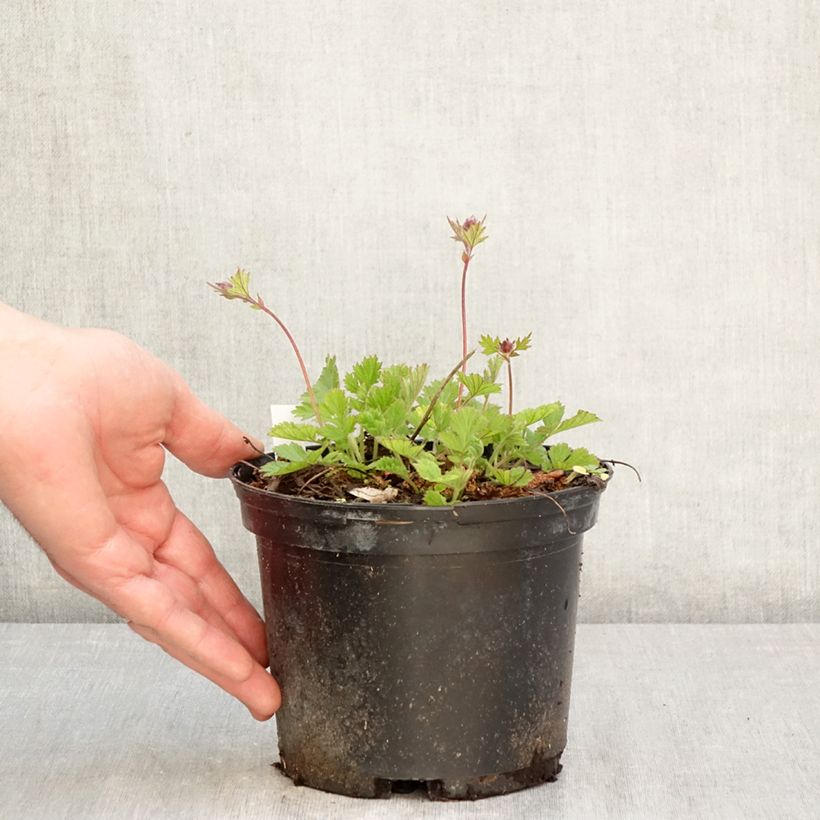 Geum rivale Leonards Variety 2L/3L pot sample as delivered in spring