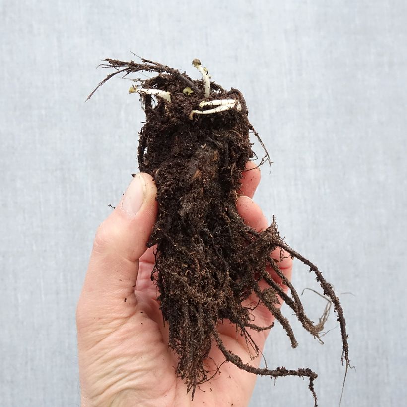 Geum rivale Leonards Variety Bare root sample as delivered in winter