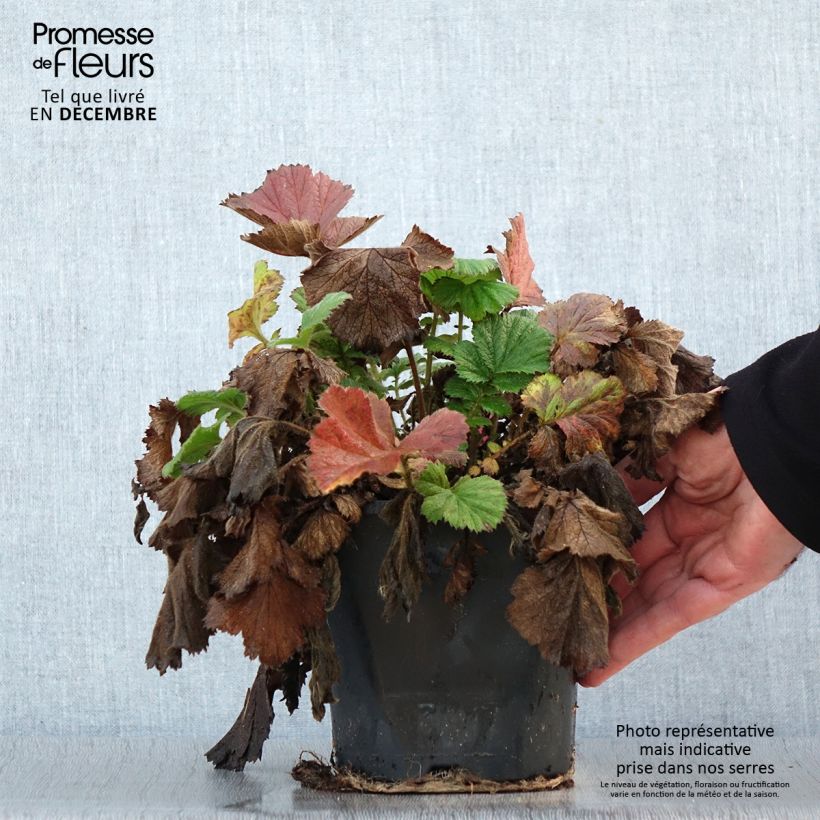 Geum Scarlet Tempest 2L/3L pot sample as delivered in winter