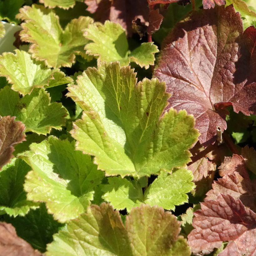 Geum Tempo Rose (Foliage)