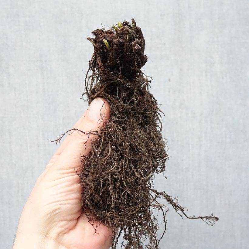 Geum Totally Tangerine Bare root sample as delivered in winter