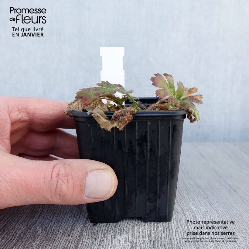 Geum triflorum 8/9 cm pot sample as delivered in winter