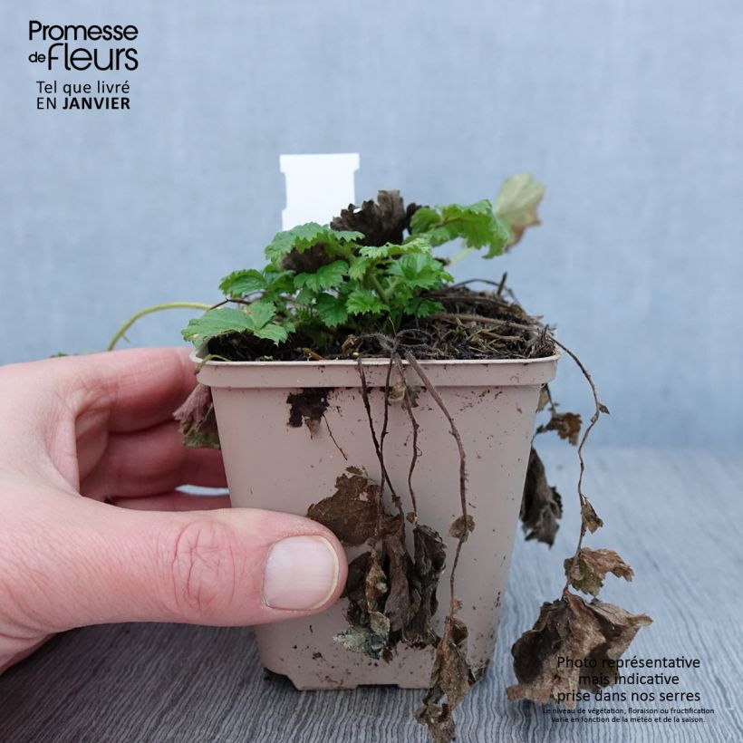 Geum Tutti Frutti 8/9 cm pot sample as delivered in winter