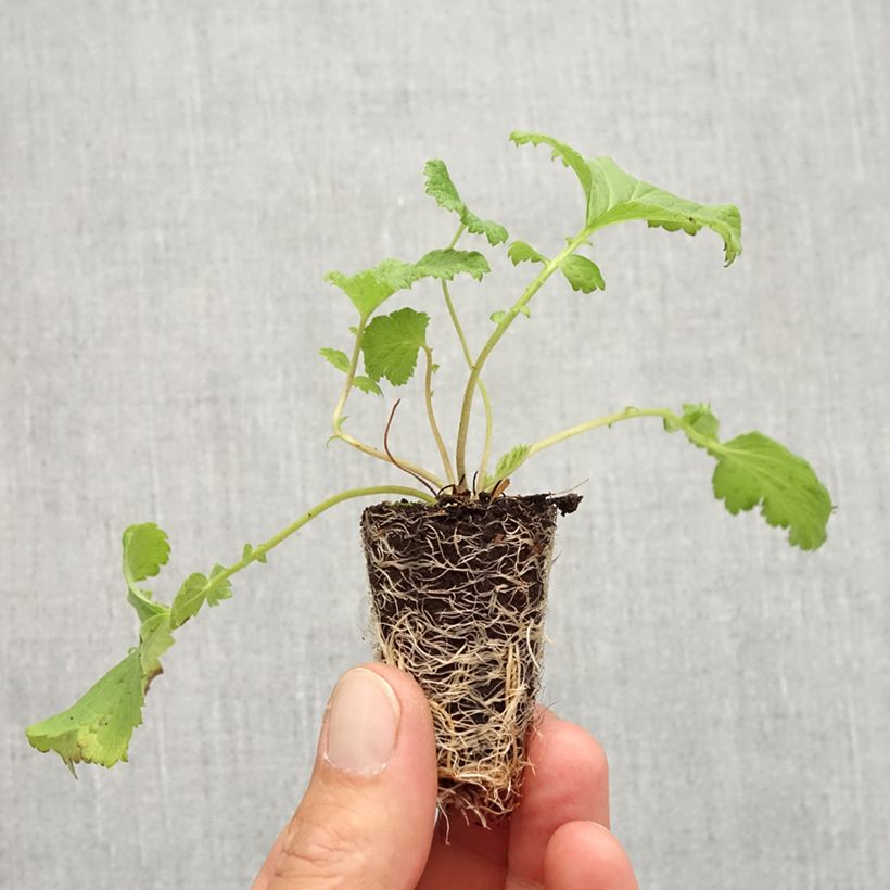 Geum Tutti Frutti Plug plant 3/4cm sample as delivered in autumn