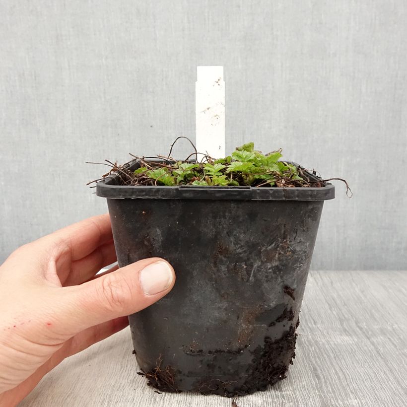 Geum Tutti Frutti 2L/3L pot sample as delivered in spring