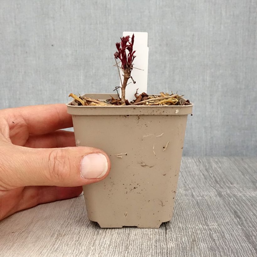 Gillenia trifoliata Pink Profusion 8/9 cm pot sample as delivered in spring