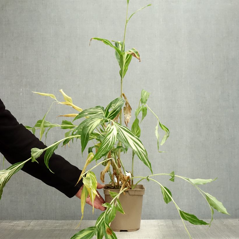 Zingiber mioga Dancing Crane 3L/4L pot sample as delivered in autumn