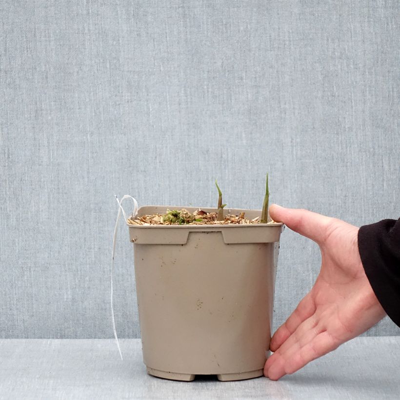 Zingiber mioga Dancing Crane 3L/4L pot sample as delivered in spring