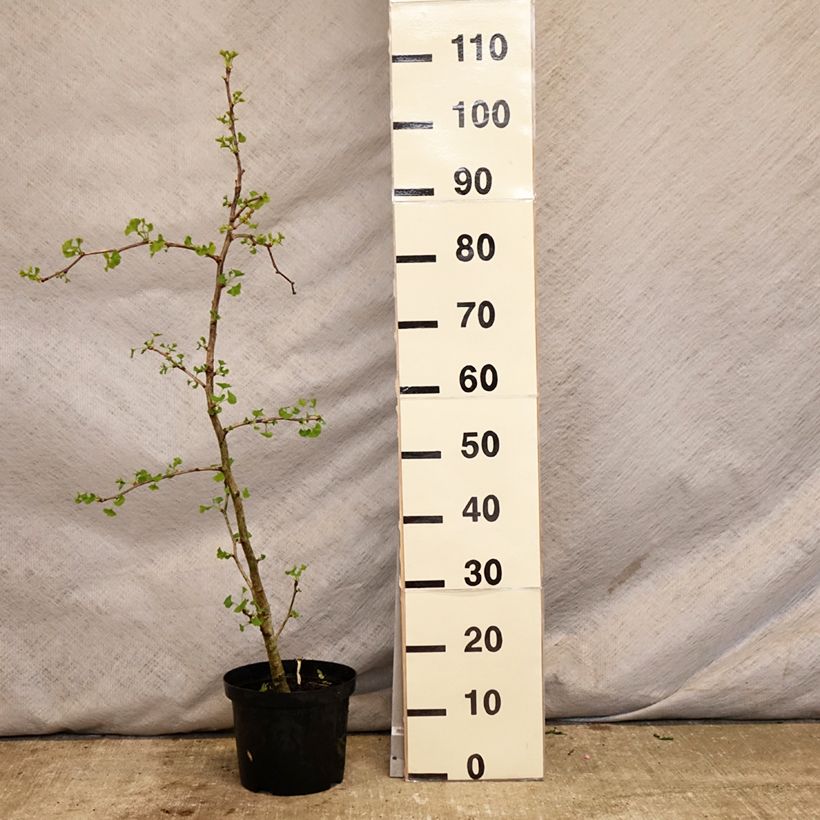 Ginkgo biloba fastigiata Blagon 7.5L/10L pot sample as delivered in spring