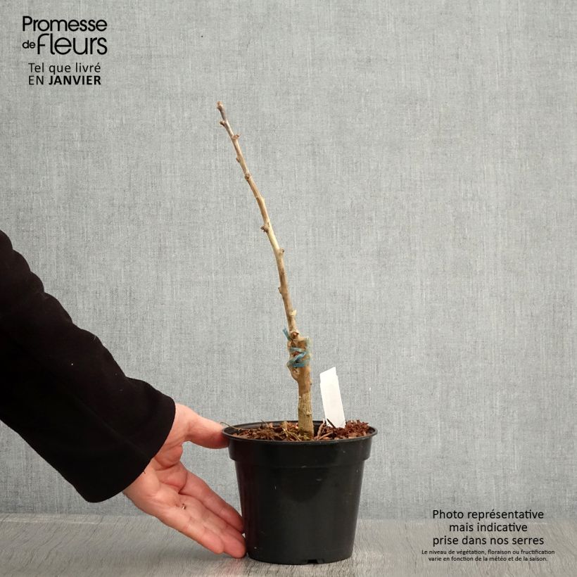 Ginkgo biloba fastigiata Blagon 1.5L/2L pot sample as delivered in winter