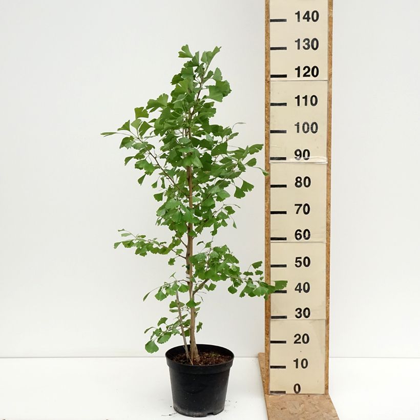 Ginkgo biloba fastigiata Blagon 7.5L/10L pot sample as delivered in summer