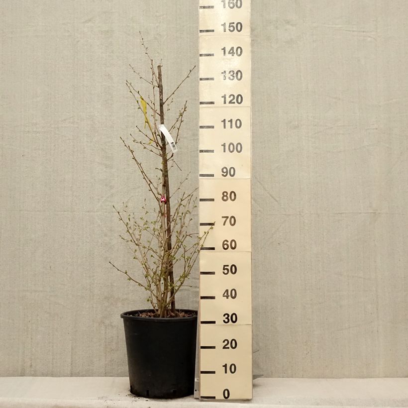 Ginkgo biloba Eiffel 30L/35L pot sample as delivered in spring