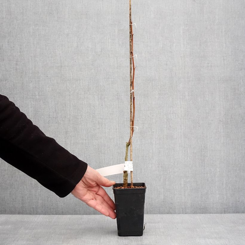 Ginkgo biloba Gold Flame  Desginb2 1L/1.5L pot sample as delivered in winter