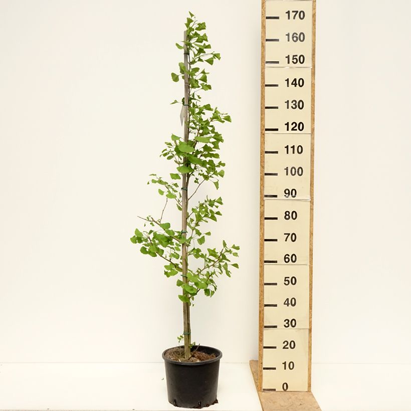 Ginkgo biloba Gold Flame  Desginb2 7.5L/10L pot sample as delivered in spring