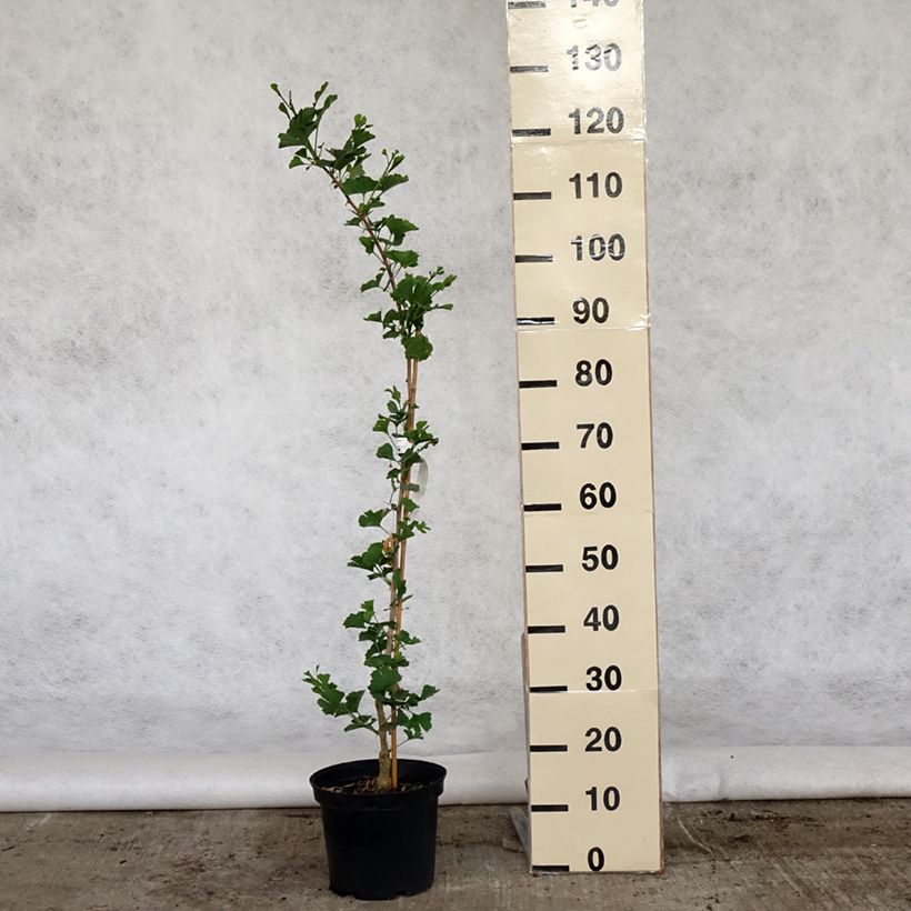 Ginkgo biloba Menhir 4L/5L pot sample as delivered in spring