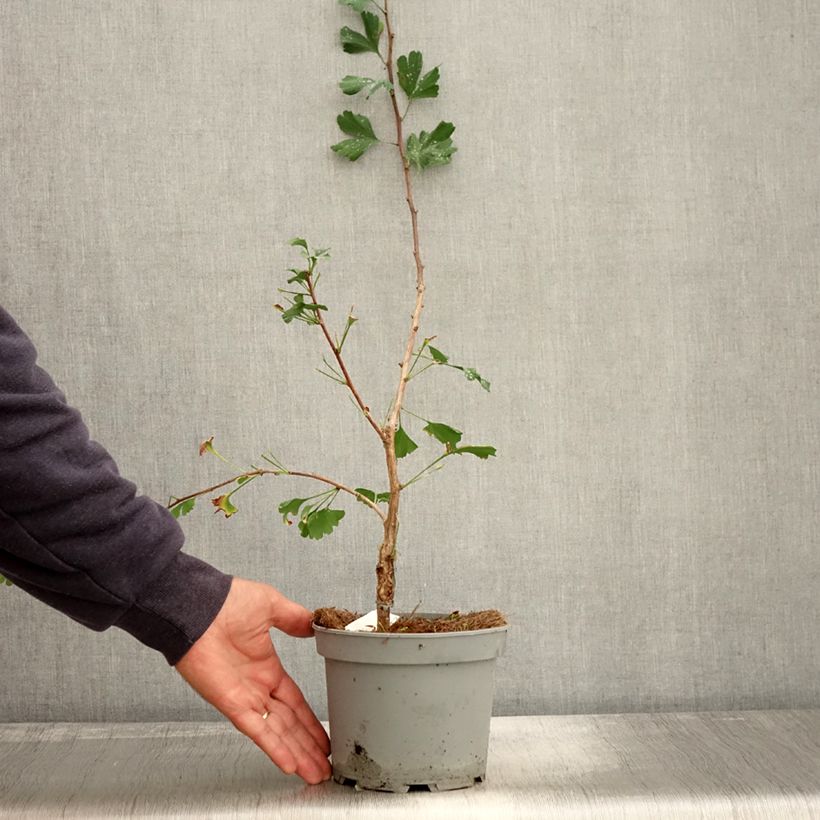 Ginkgo biloba Menhir 2L/3L pot sample as delivered in autumn