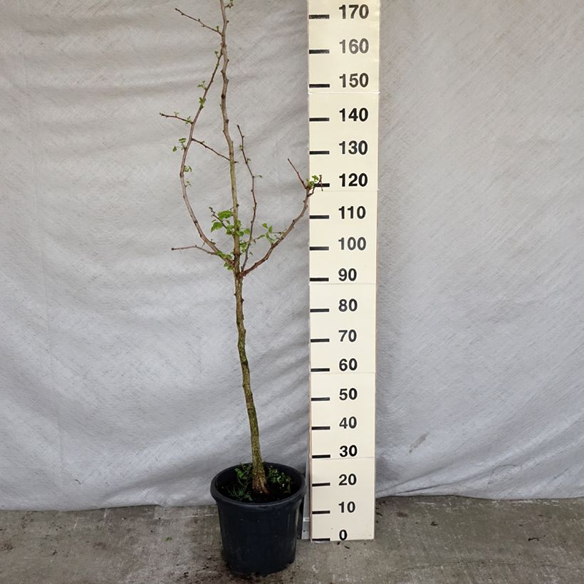 Ginkgo biloba - Maidenhair Tree 7.5L/10L pot sample as delivered in spring