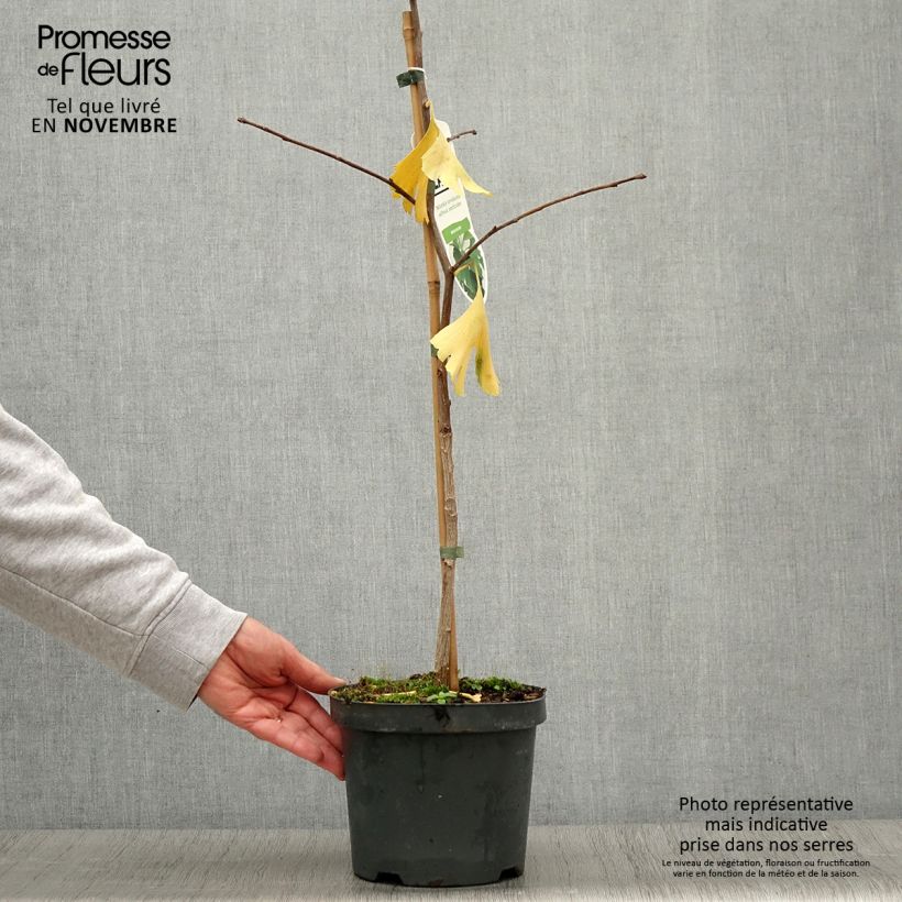 Ginkgo biloba - Maidenhair Tree 2L/3L pot sample as delivered in autumn