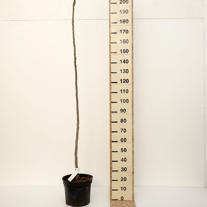 Ginkgo biloba Pendula 7.5L/10L pot sample as delivered in winter