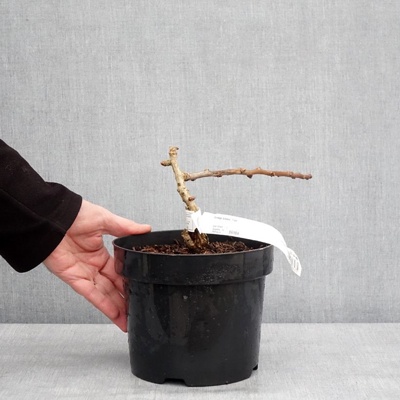 Ginkgo biloba Troll 2L/3L pot sample as delivered in winter