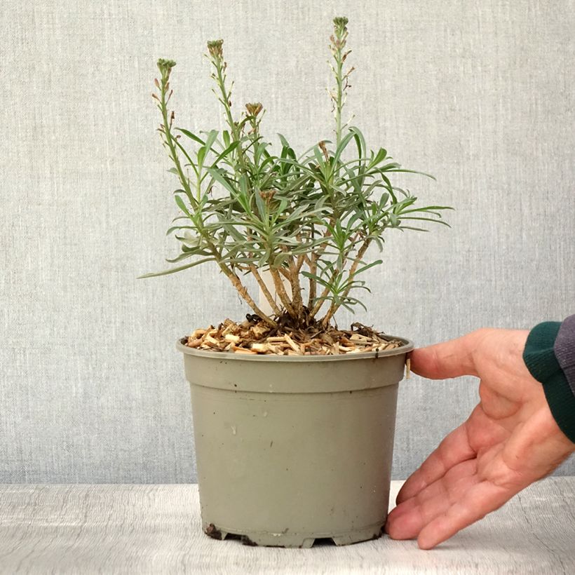 Erysimum linifolium Bowless Mauve - Wallflower 2L/3L pot sample as delivered in autumn